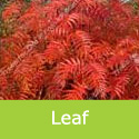Sorbus Olympic Flame Leaf colour